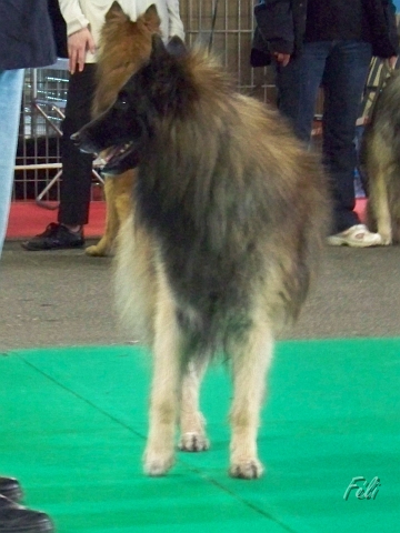 n°83 Corane du parc d'eden 5330.JPG